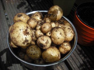 Potatoes